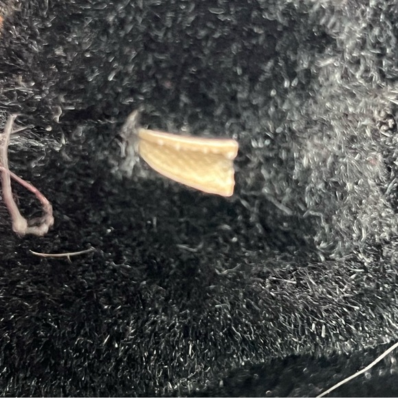 Jim Balent Studios plush goblin vampire black cat green eyes spooky Halloween - Picture 11 of 15